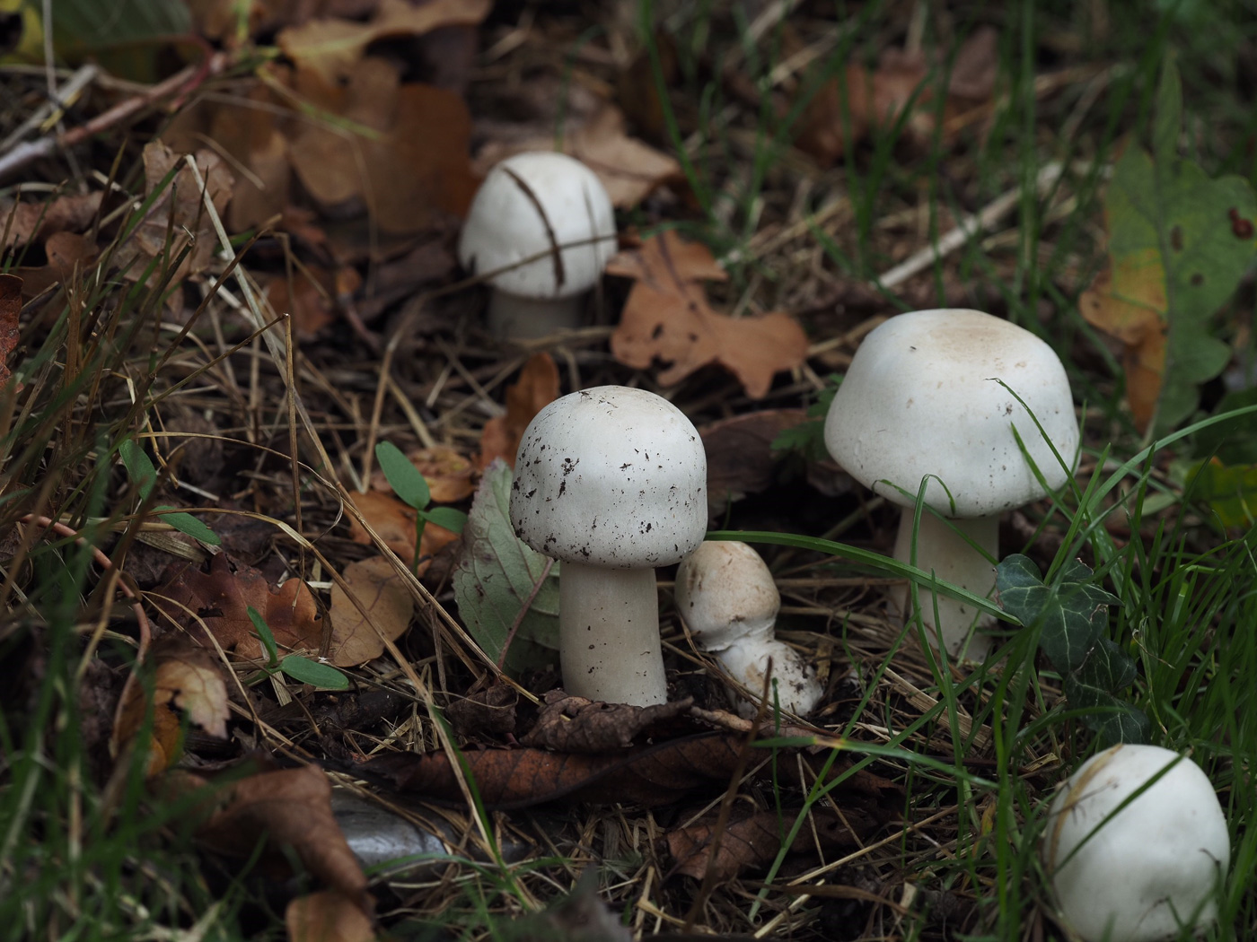 Agaricus xanthodermus  by Claire Williams